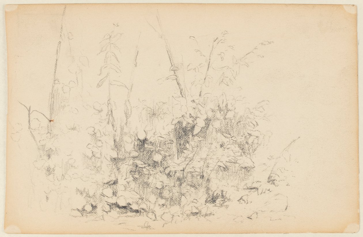 Sketch of Wild Plants by Walter Clark