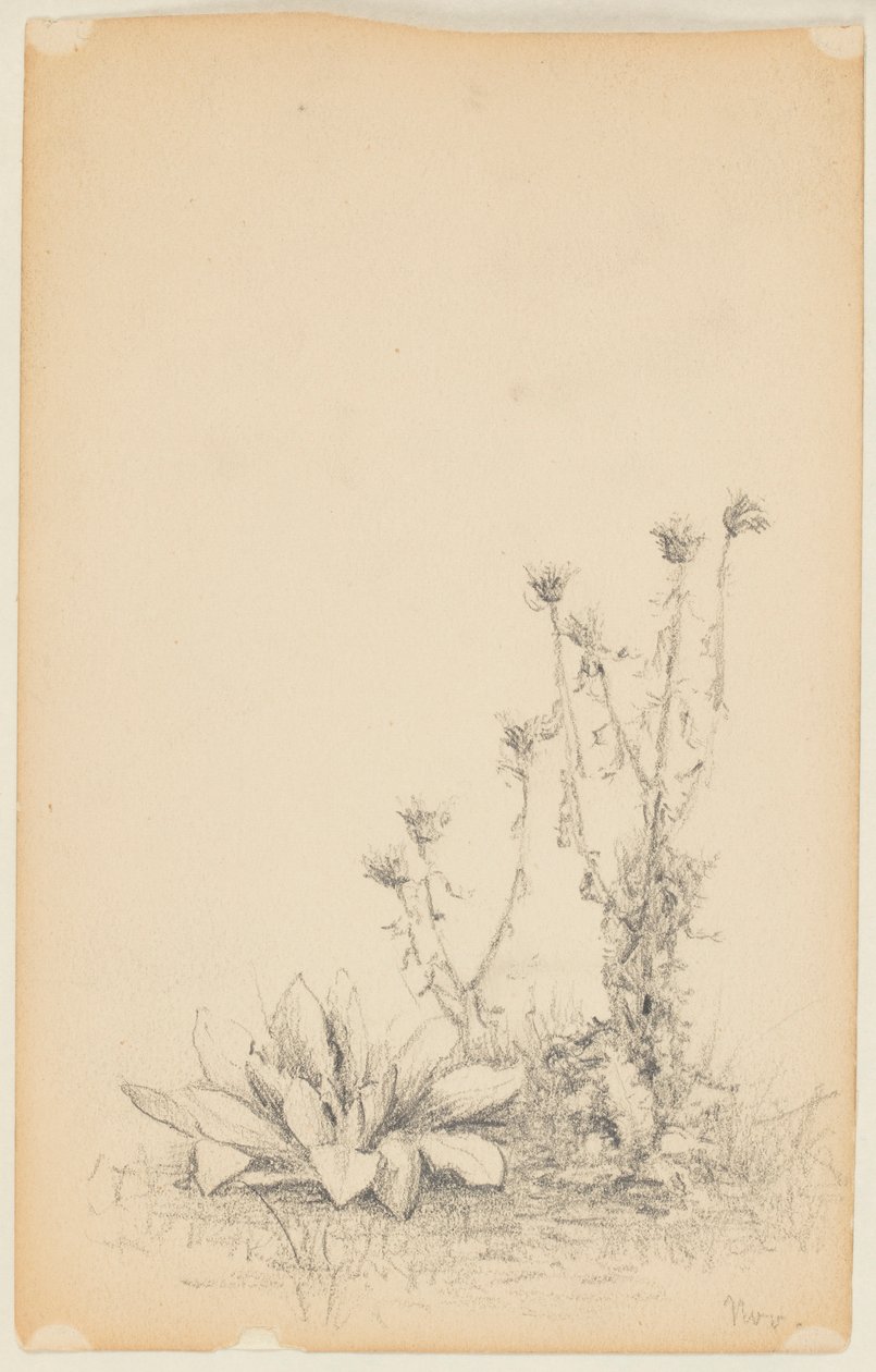 Study of Wild Plants by Walter Clark