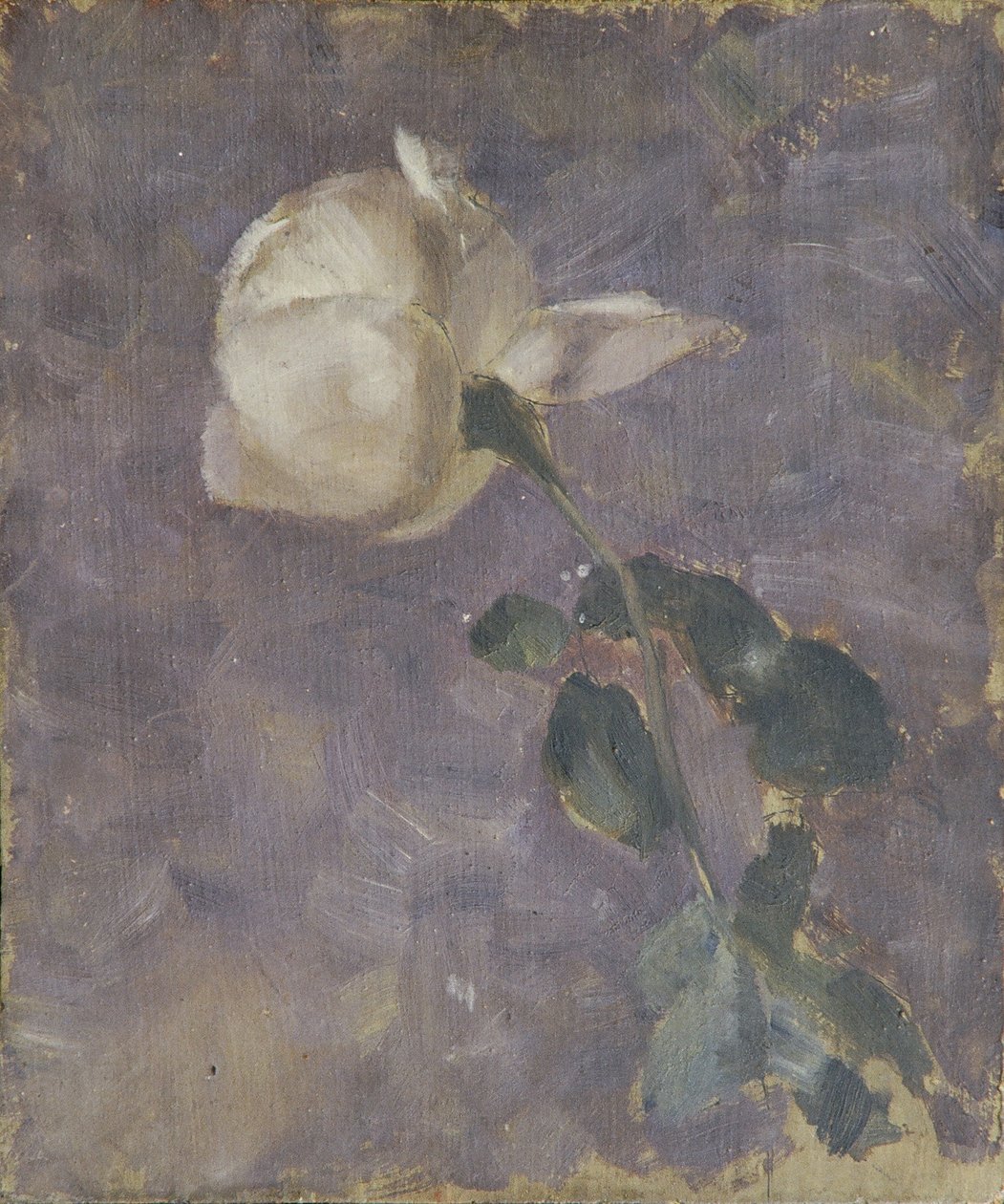 Rose by Walther Gamerith