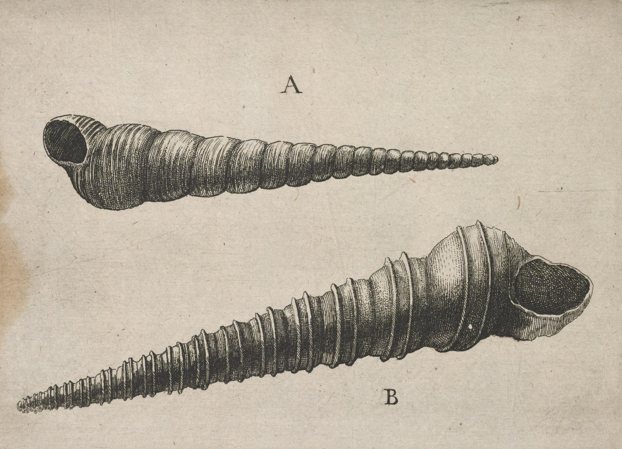 Shells (Turritella terebra and T. duplicata L.) by Wenceslaus Hollar