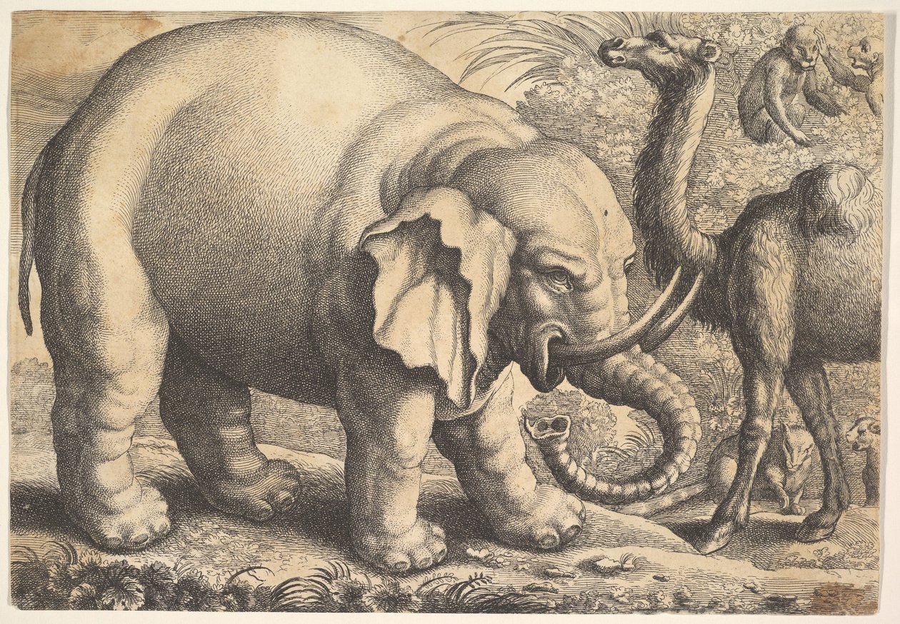 Elephant and Camel, 17th century by Wenceslaus Hollar