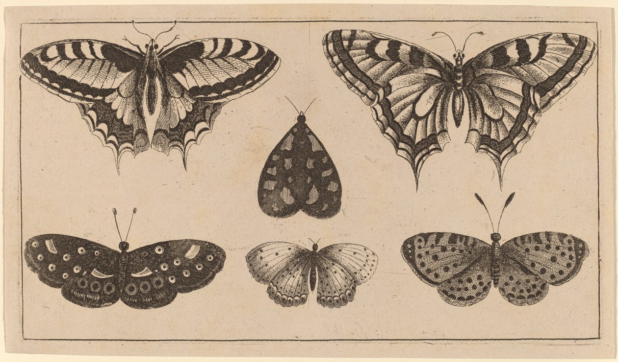 Five Butterflies and a Moth by Wenceslaus Hollar