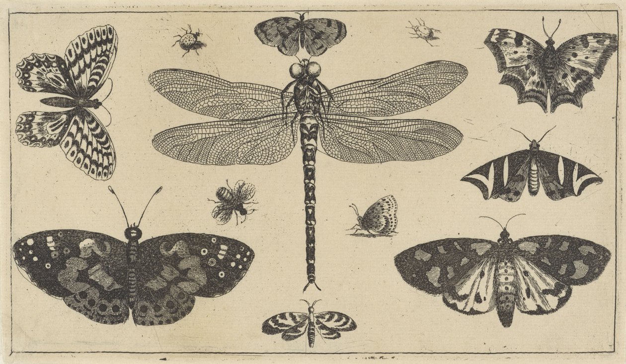 Dragonfly, Ladybugs, and Butterflies (Various Insects) by Wenceslaus Hollar