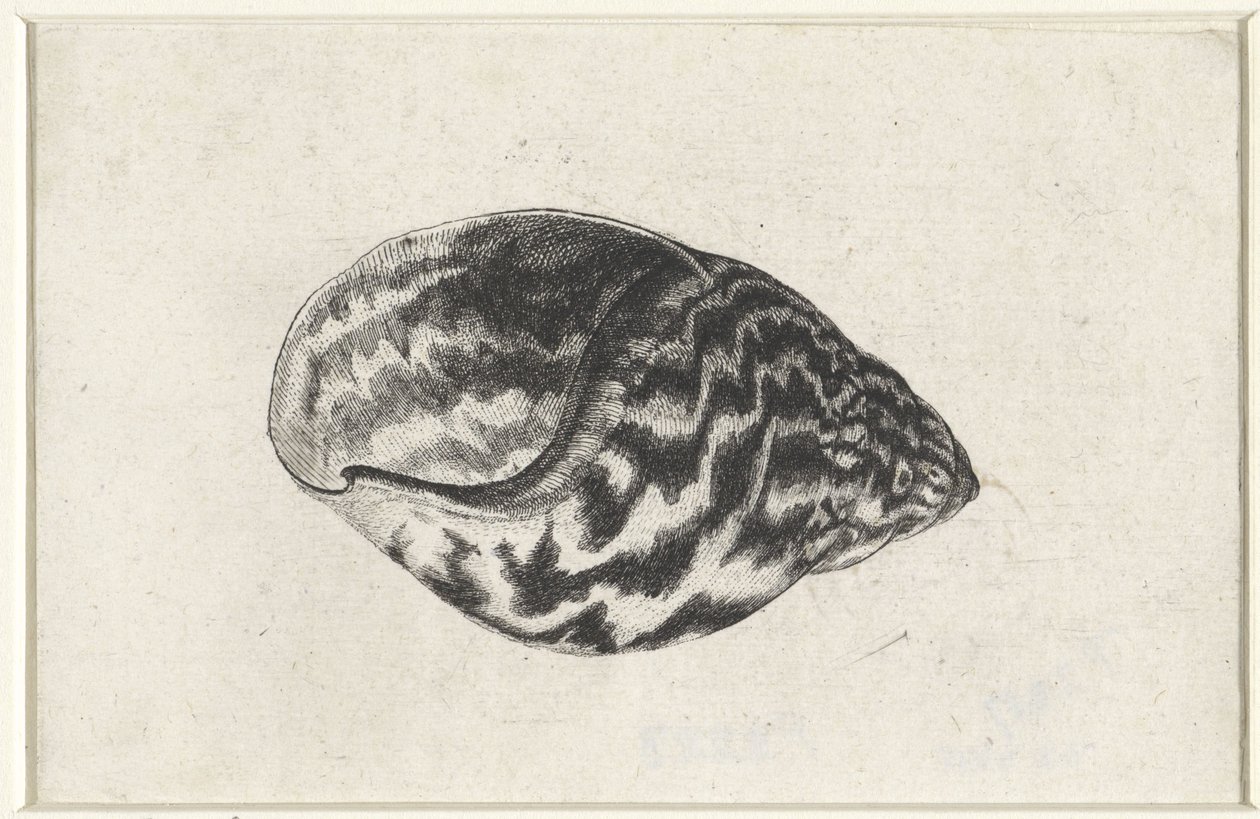 Shell, Achatina Achatina, Shells (series title) by Wenceslaus Hollar
