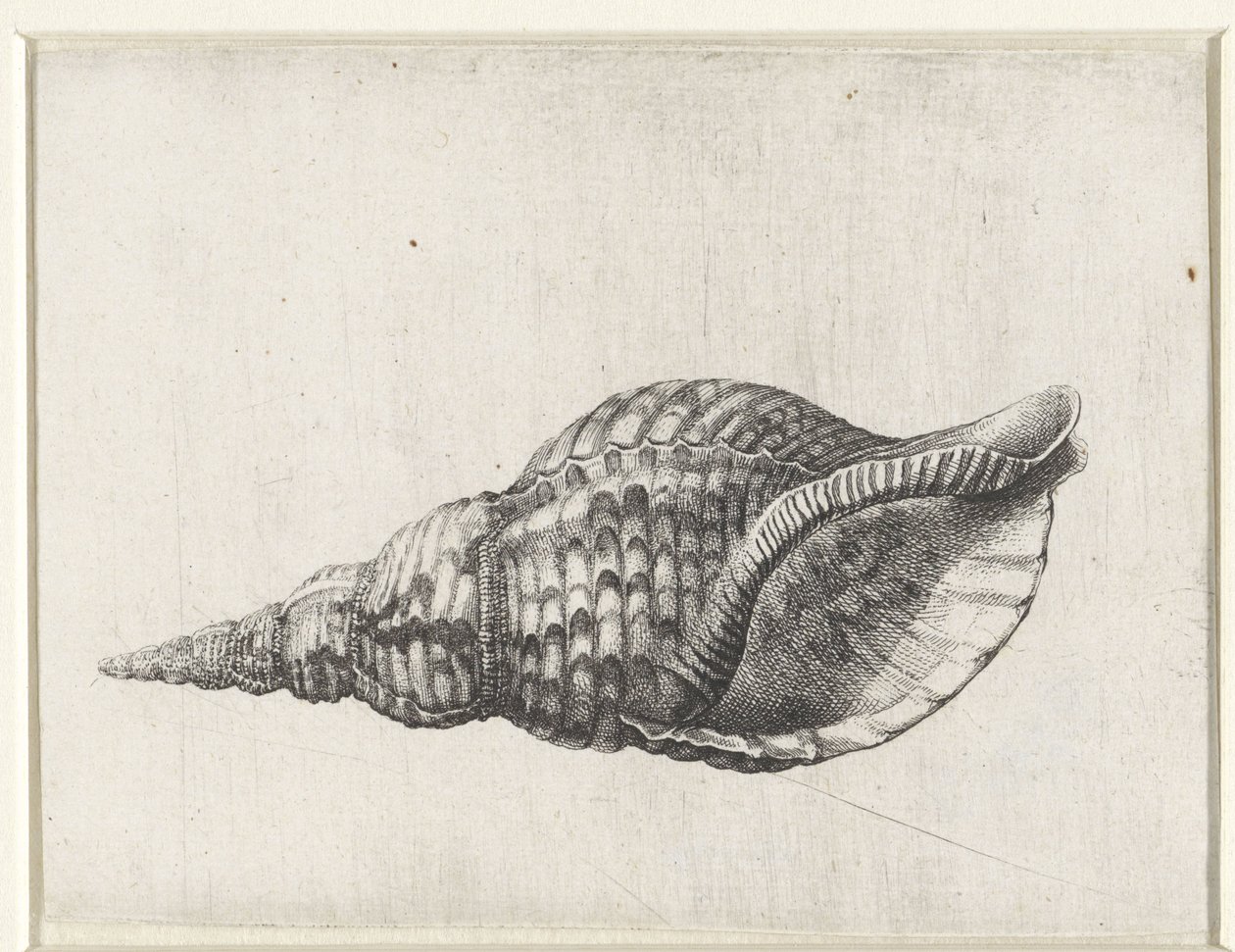 Schelp, Charonia Tritonis (Schelpen Series Title) by Wenceslaus Hollar