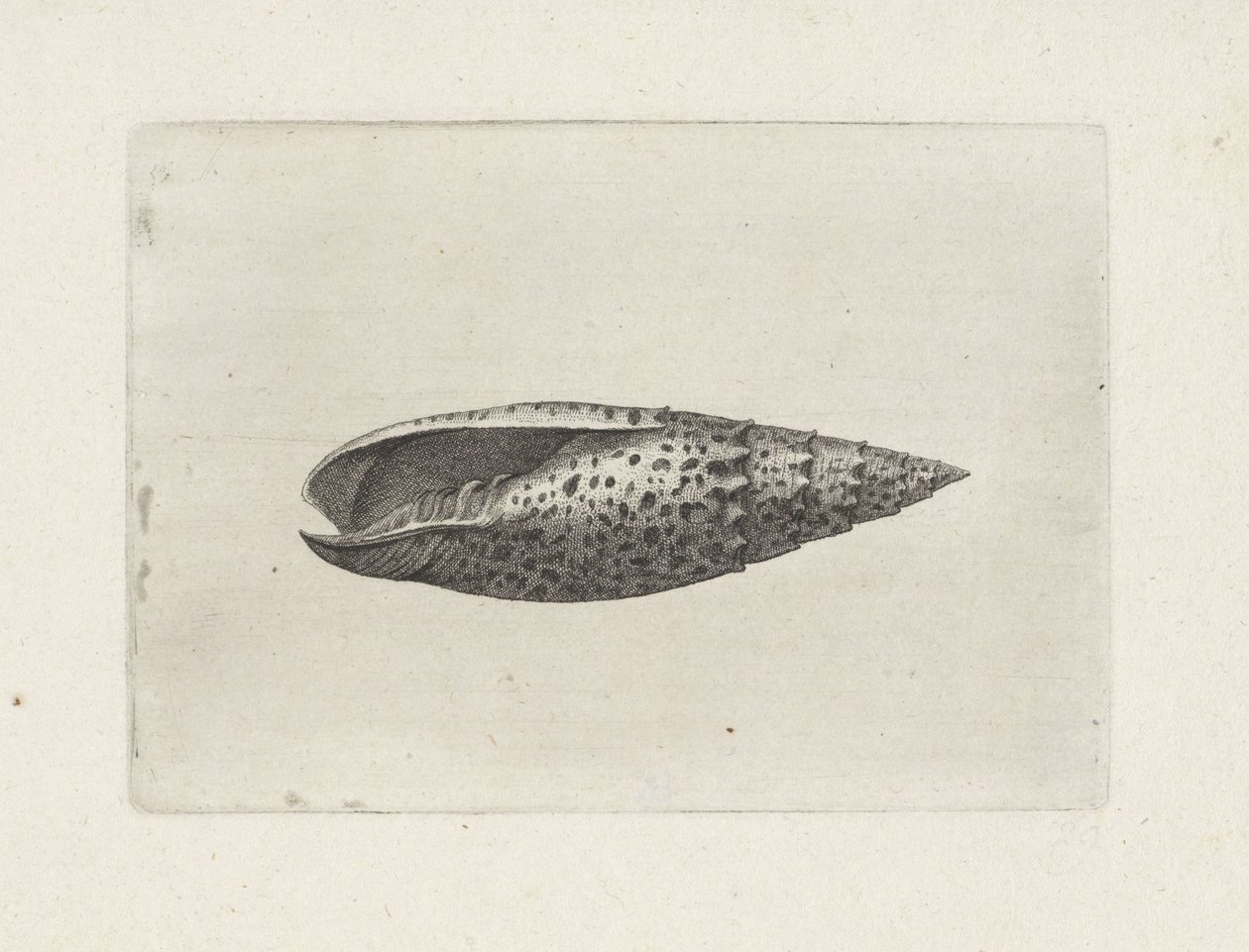 Shell, Mitra Papalis by Wenceslaus Hollar