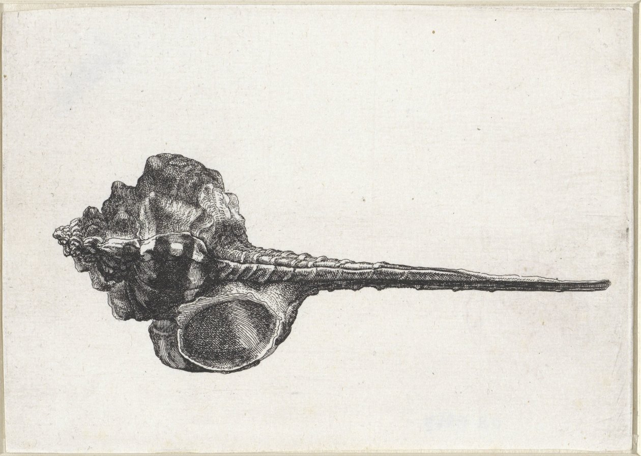 Shell, Murex Haustellum (series title) by Wenceslaus Hollar