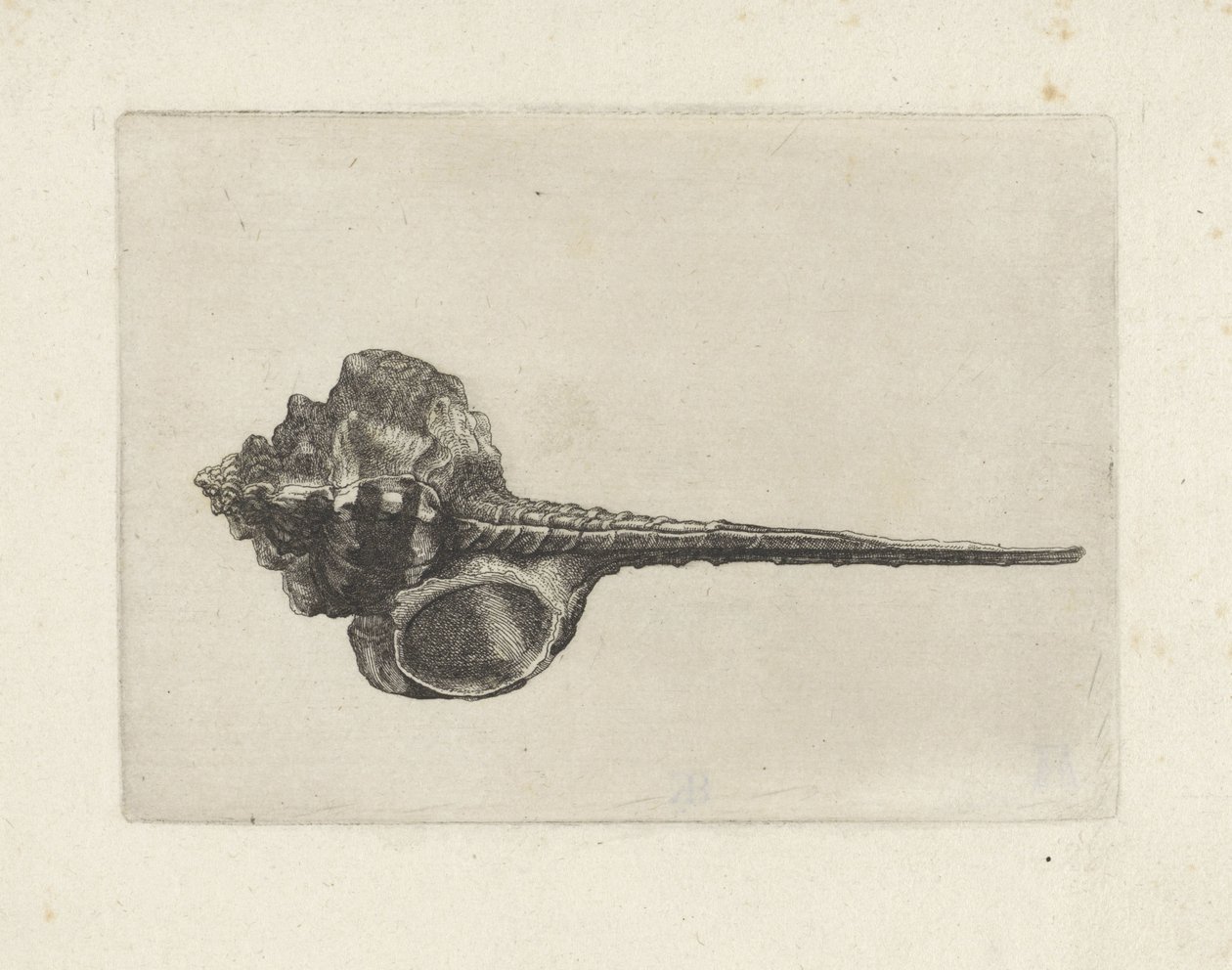 Shell, Murex Haustellum by Wenceslaus Hollar