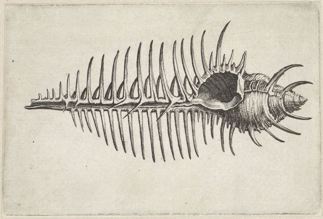 Shell, Murex Pecten (Shells) by Wenceslaus Hollar