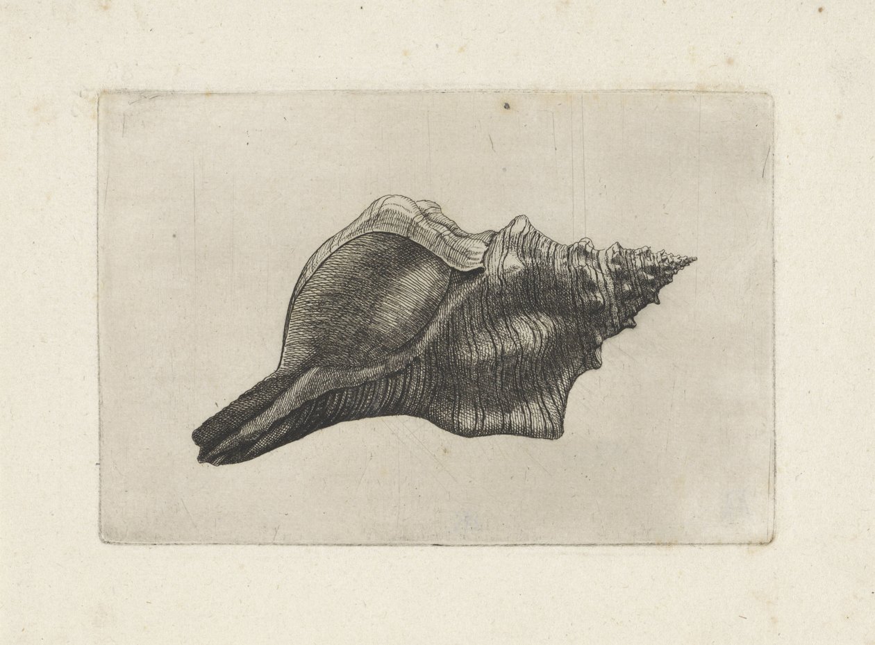 Shell, Pleuroploca Trapezium by Wenceslaus Hollar