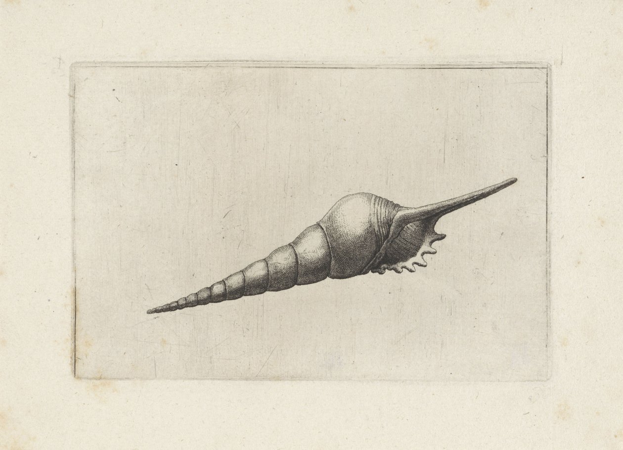 Shell, Tibia Fusus Melanocheilus by Wenceslaus Hollar