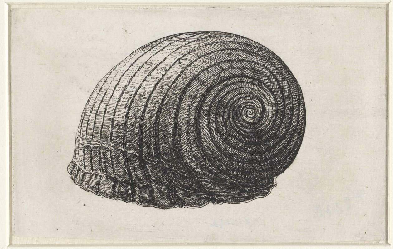Shell, Tonna Galea by Wenceslaus Hollar