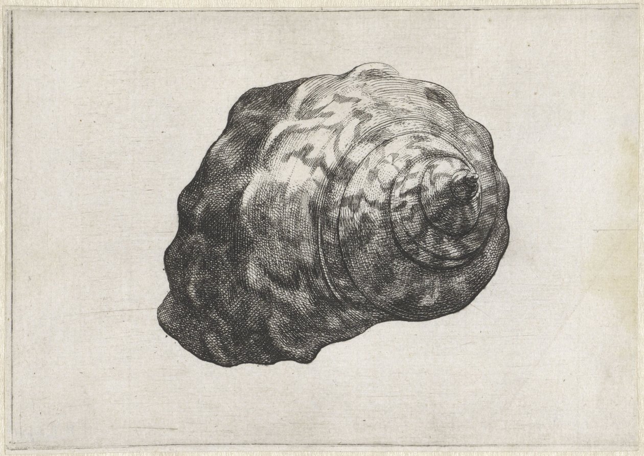 Shell, Turbo Sarmaticus by Wenceslaus Hollar