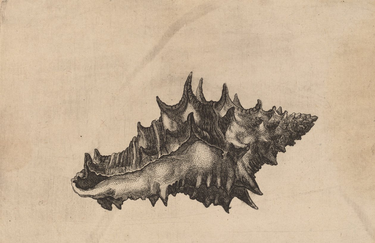 Shell Vasum ceramicum by Wenceslaus Hollar