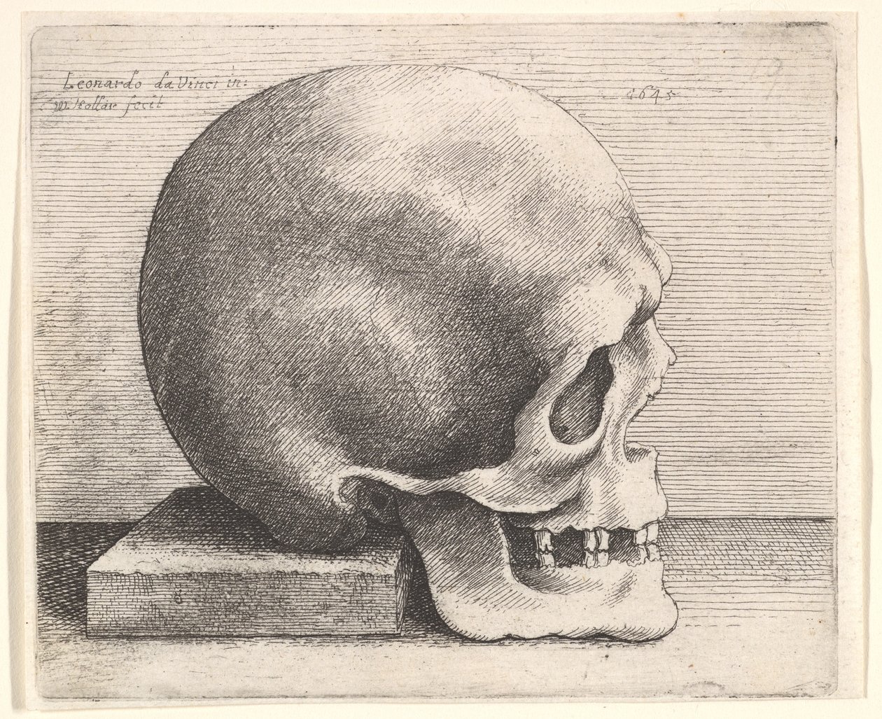 Skull in profile to right by Wenceslaus Hollar