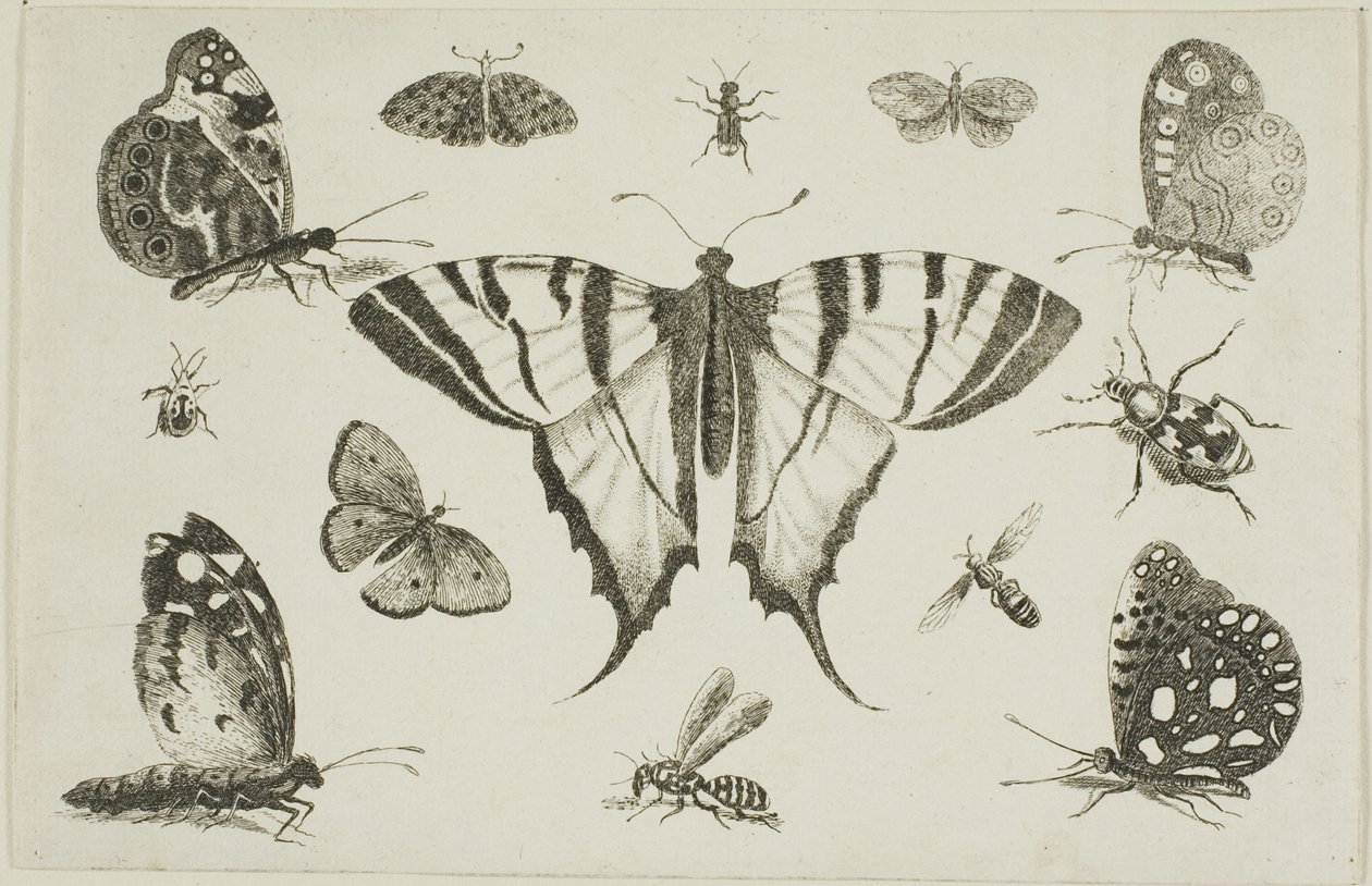 Swallow-Tailed Butterfly and Twelve Other Insects by Wenceslaus Hollar