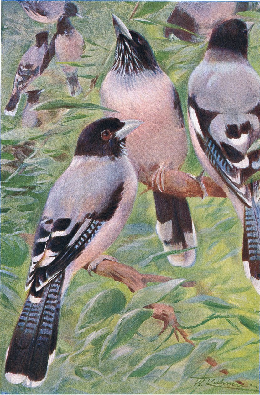 Lanceolated Jay, from Wildlife of the World by Wilhelm Kuhnert