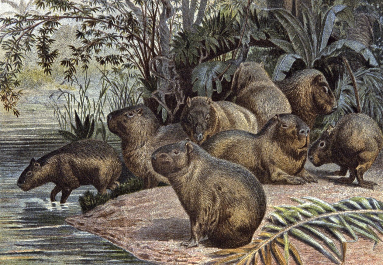 Capybaras by Wilhelm Kuhnert