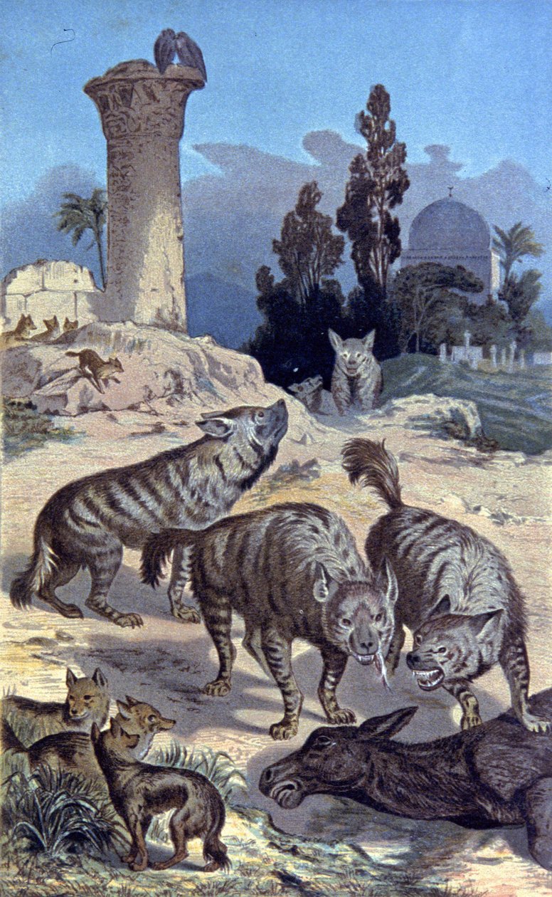 Hyenas by Wilhelm Kuhnert