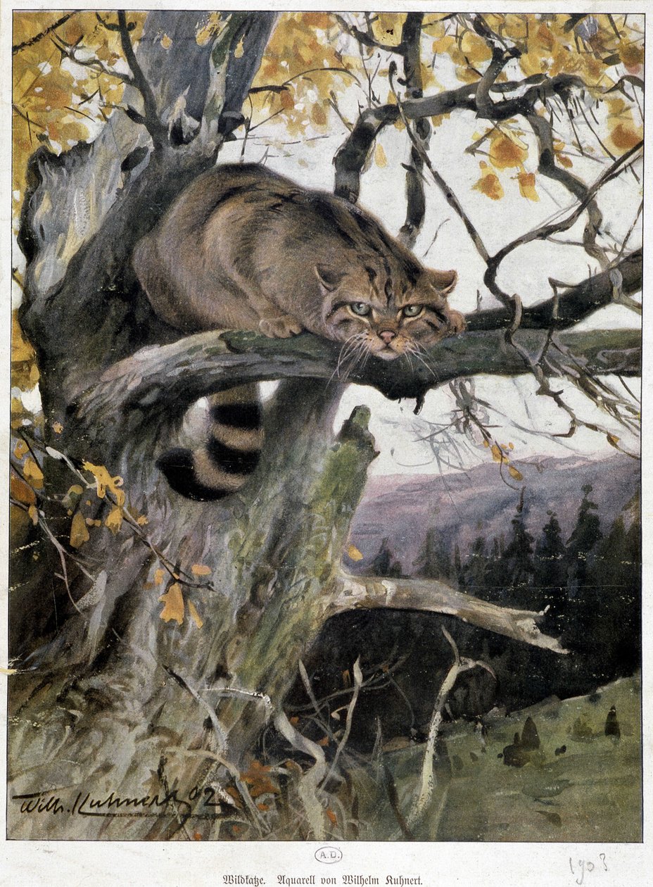 Wild Cat - Watercolour by Wilhem Ruhnert by Wilhelm Kuhnert