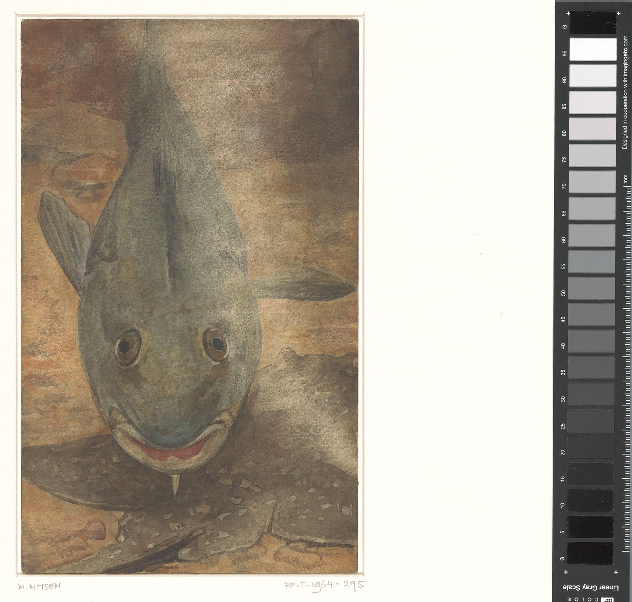 Fish Seen from the Front by Willem Arnoldus Witsen