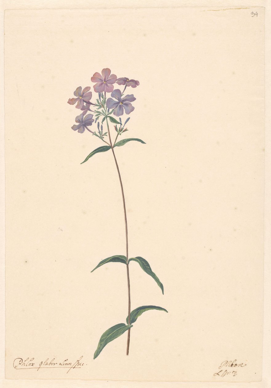 Branch of a Phlox by Willem van Leen (attributed to)