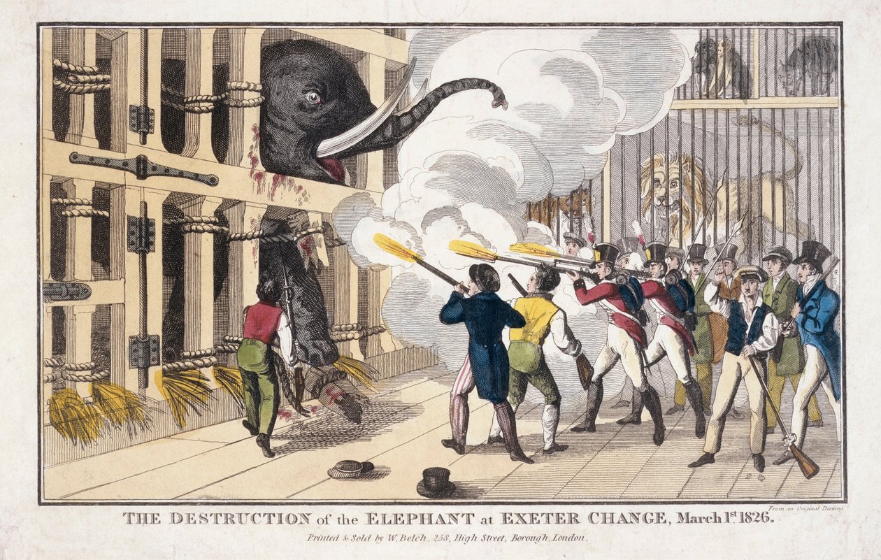 The Destruction of the Elephant Destroyed at Exeter by William Belch