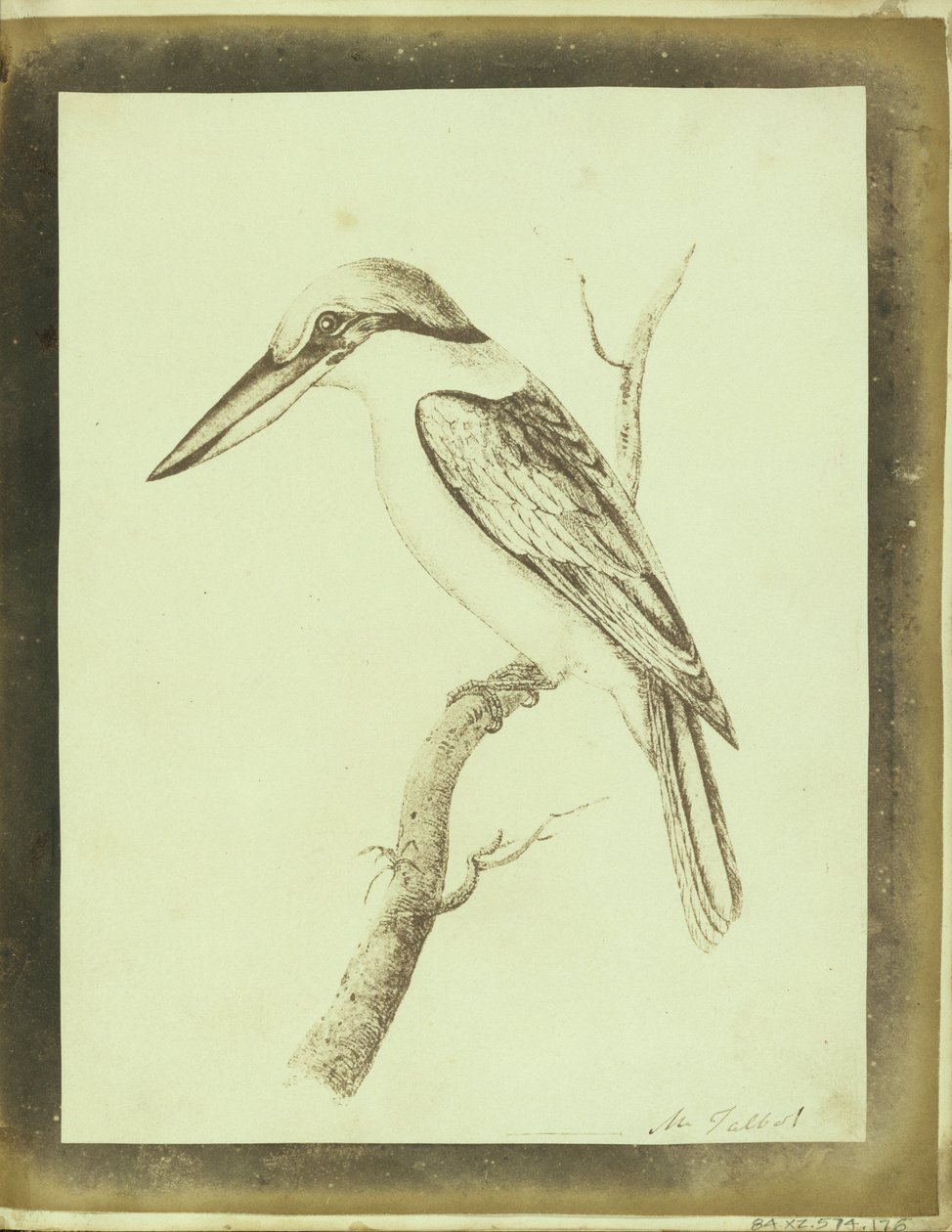 (Copy of a Swainson Lithographic Print of a Collared Crabeater) by William Henry Fox Talbot