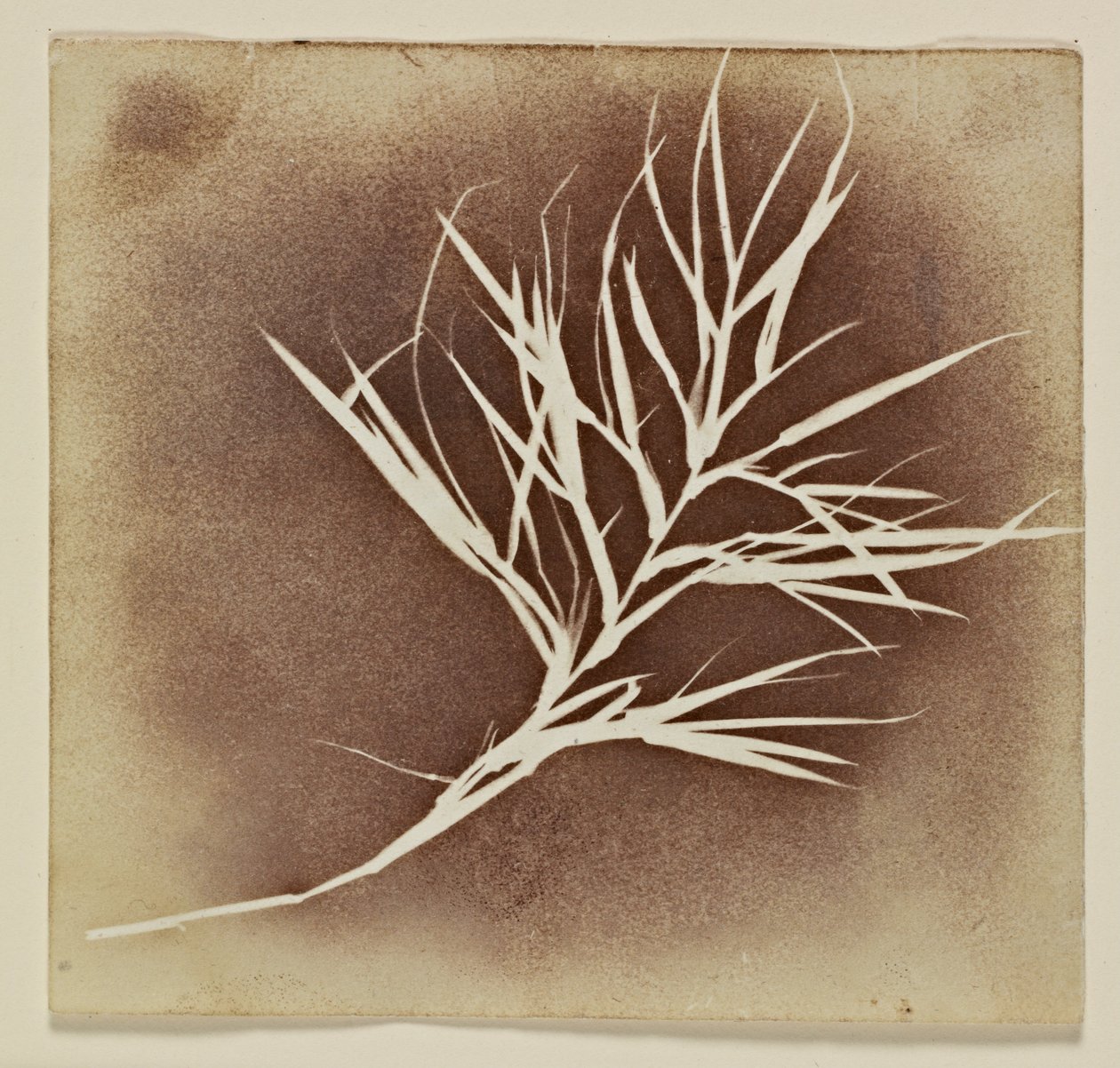 Photogenic Drawing of a Plant by William Henry Fox Talbot