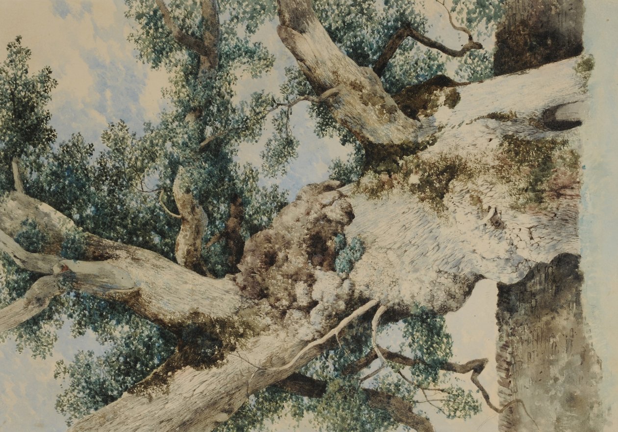 Study for Tree in The Rookery by William James Blacklock