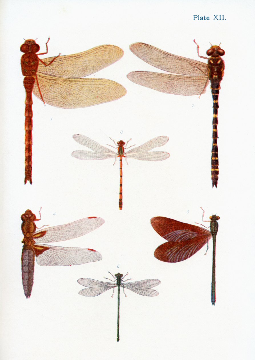 Different types of Dragonflies, illustration from the book Butterflies, Moths and Other Insects and Creatures of the Countryside, published 1927 by William Samuel Furneaux