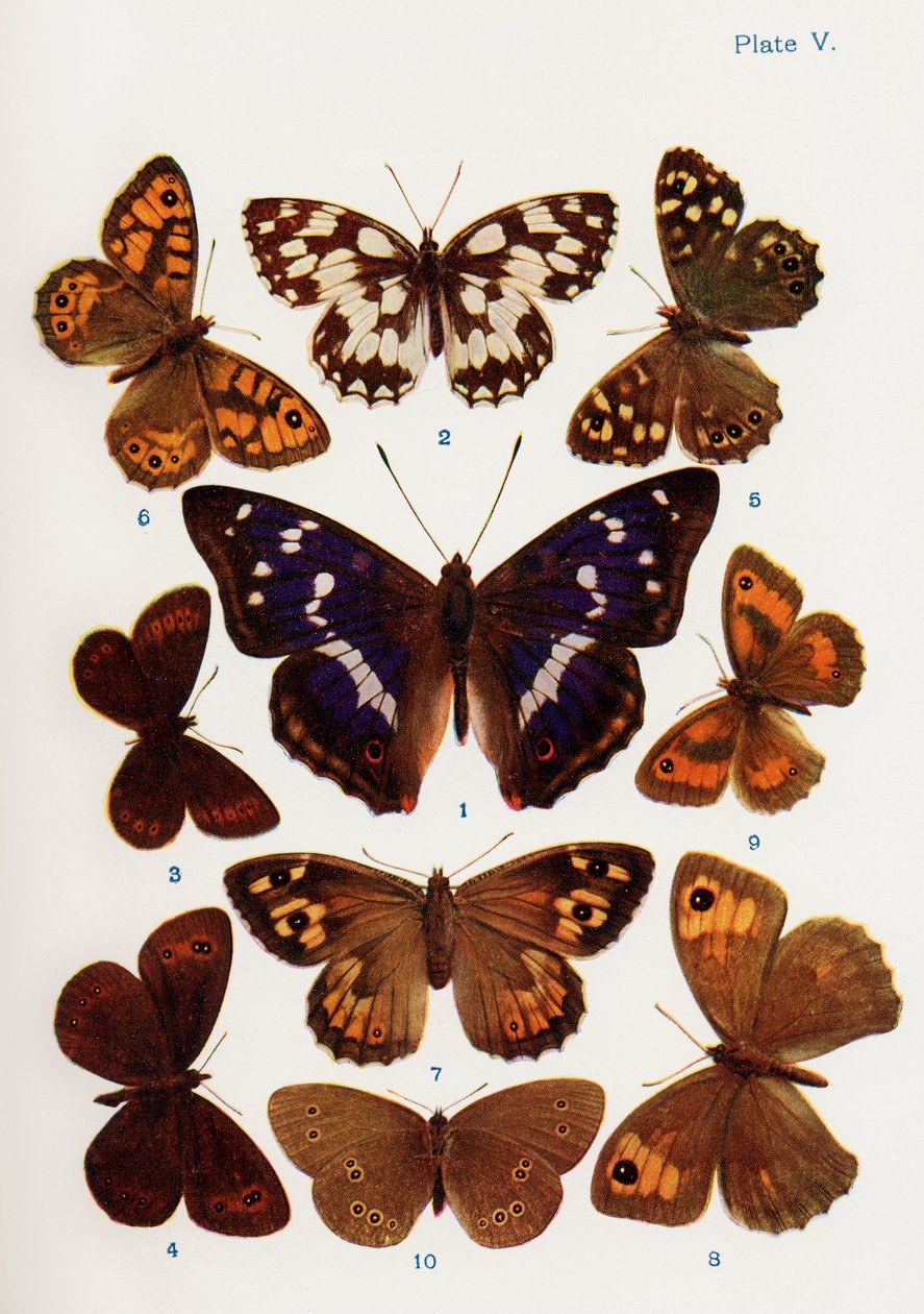 Different types of butterflies, illustration from the book Butterflies, Moths and Other Insects and Creatures of the Countryside, published 1927 by William Samuel Furneaux
