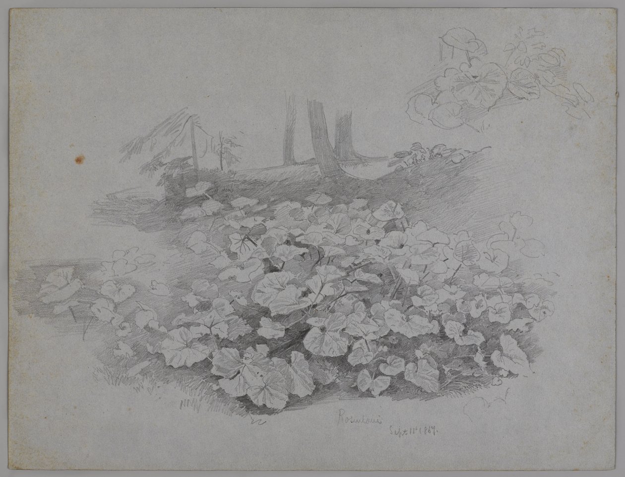 Plant Study, September 11, 1867 by William Trost Richards