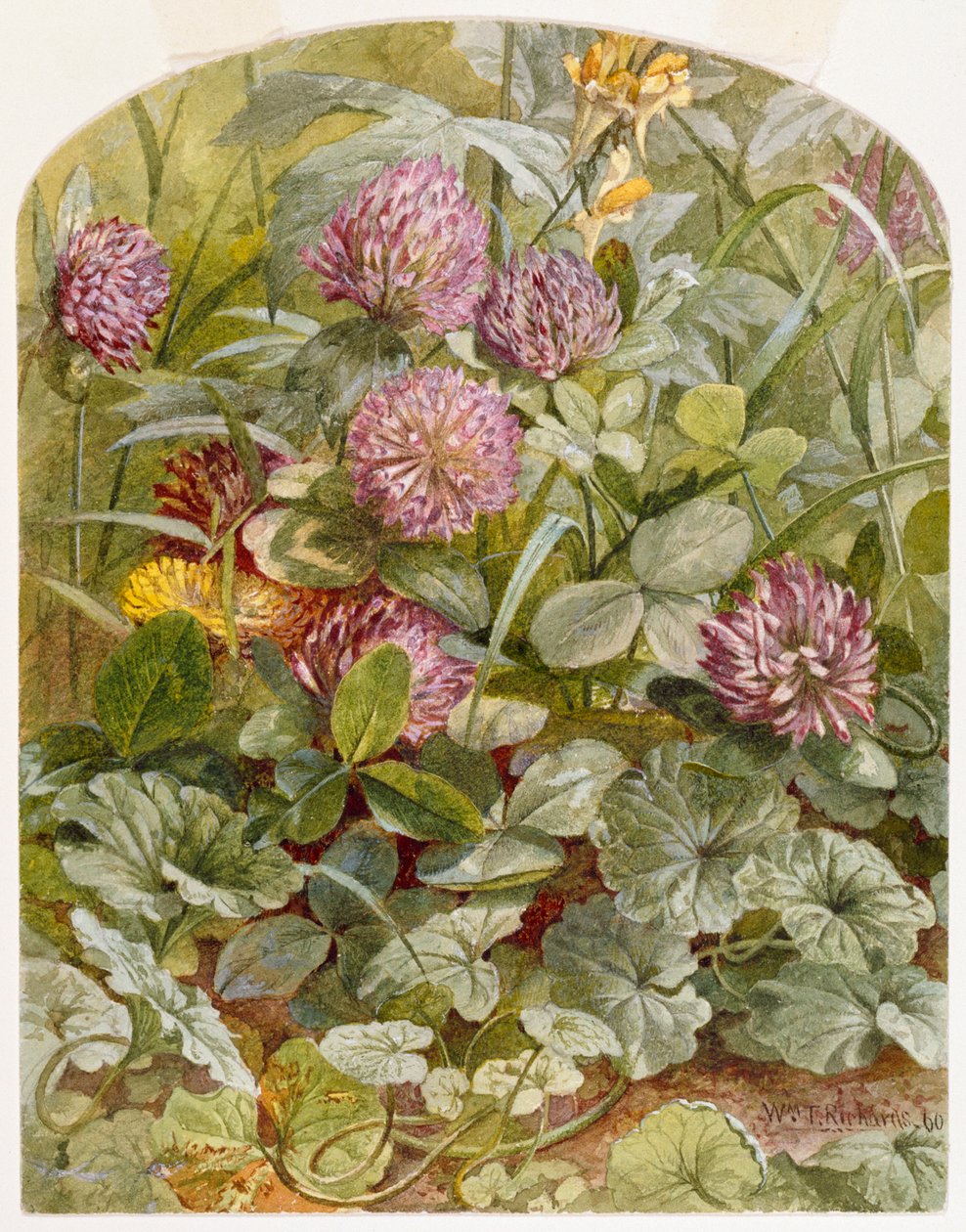 Red Clover with Butter-and-Eggs and Ground Ivy, 1860 by William Trost Richards