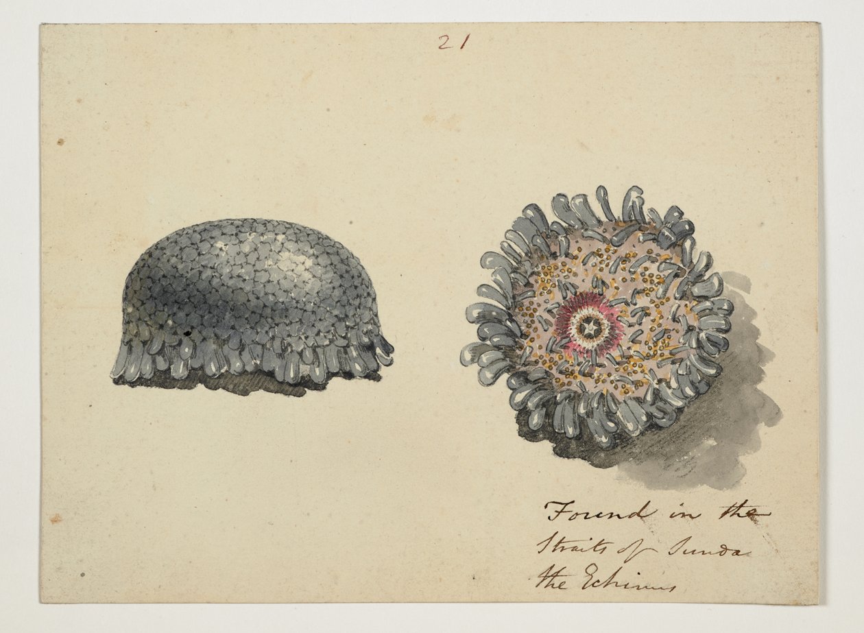 WD 961 f.21 by William Alexander
