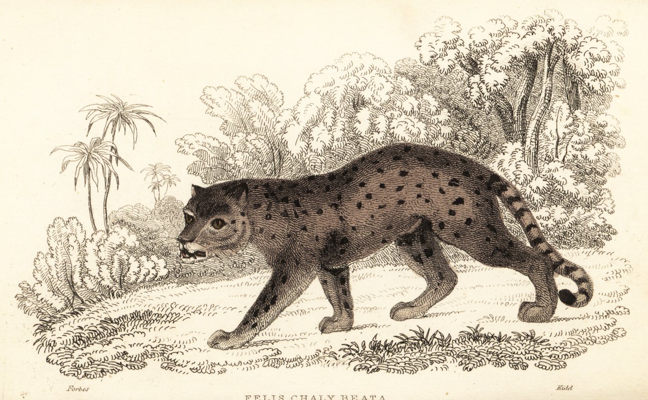 Jaguarundi, Puma yagouaroundi (engraving) by William Alexander Forbes