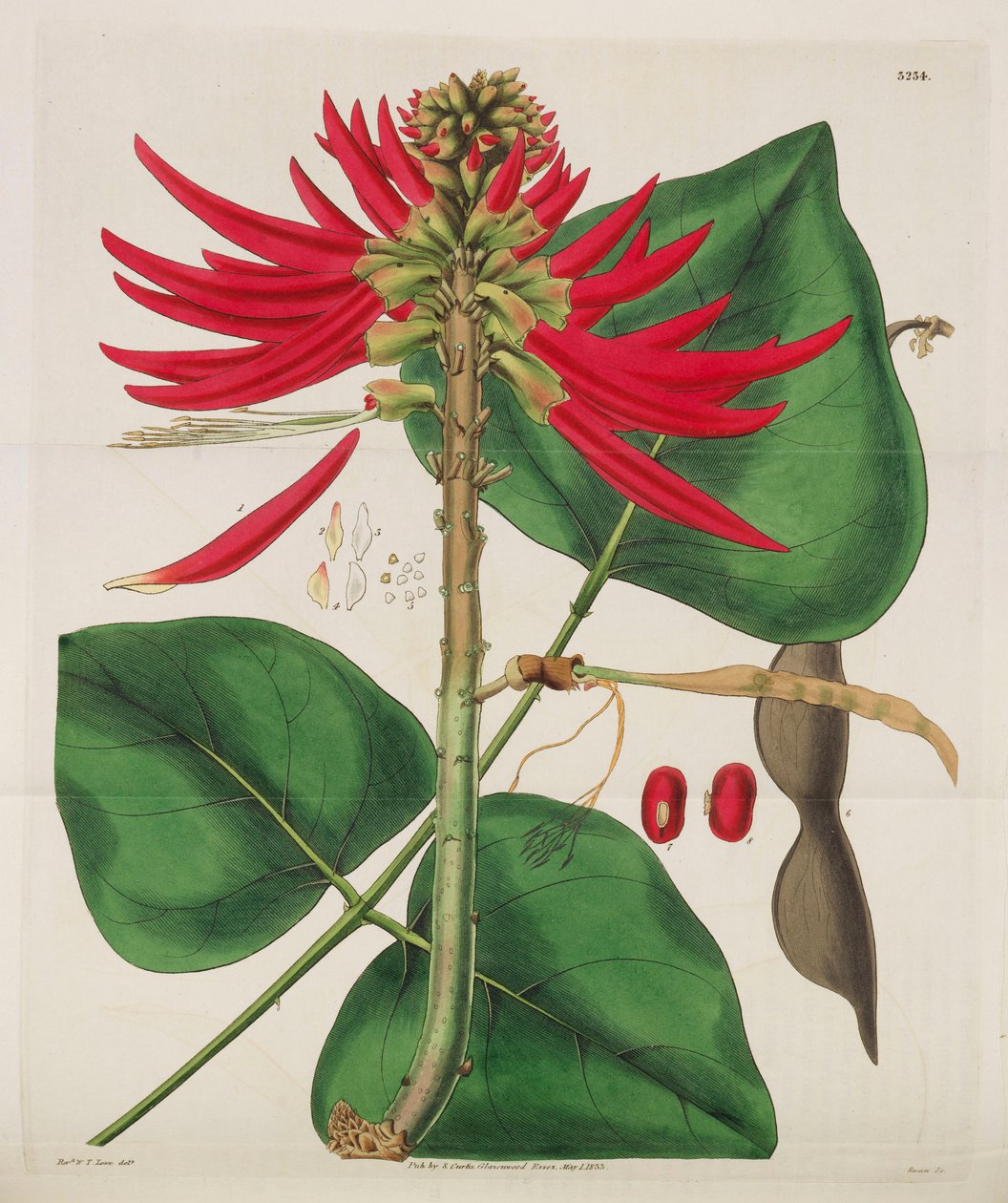 Botanical Magazine by William Curtis