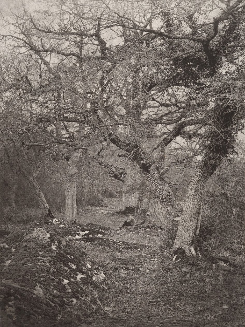 Forest of Fontainebleau, 1870s by William Harrison