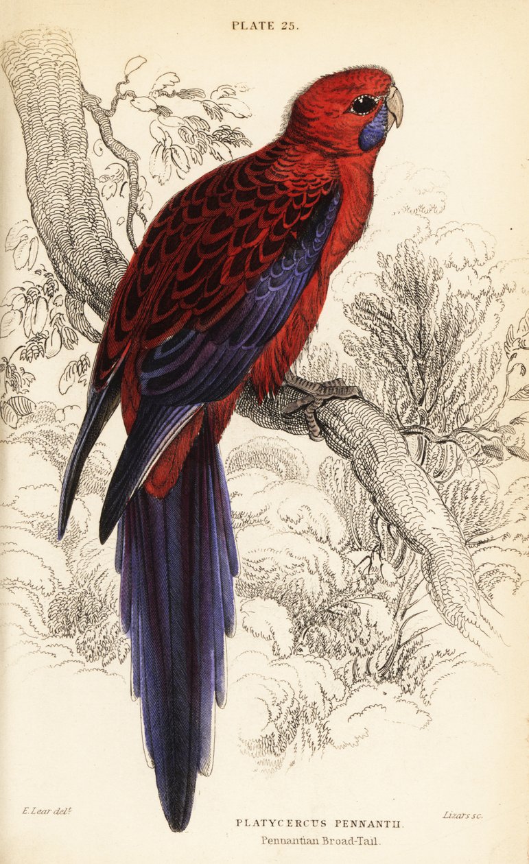 Crimson rosella, Platycercus elegans by William Home Lizars