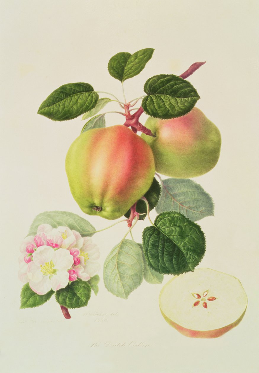 The Dutch Codlin by William Hooker