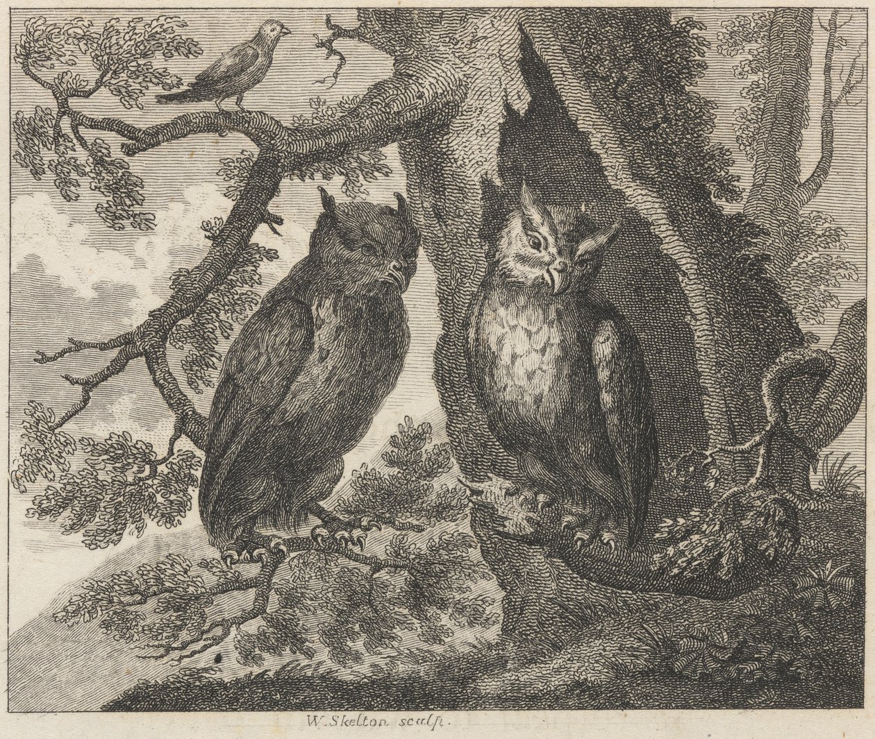 The Two Owls and the Sparrow by William Skelton