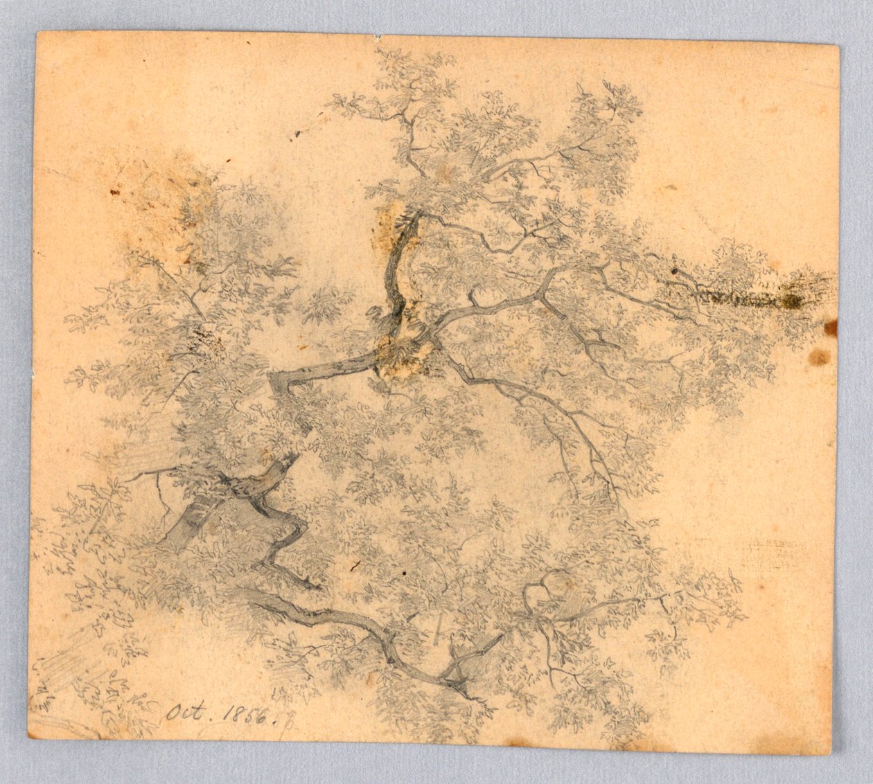 Study of Elm Tree by William Trost Richards