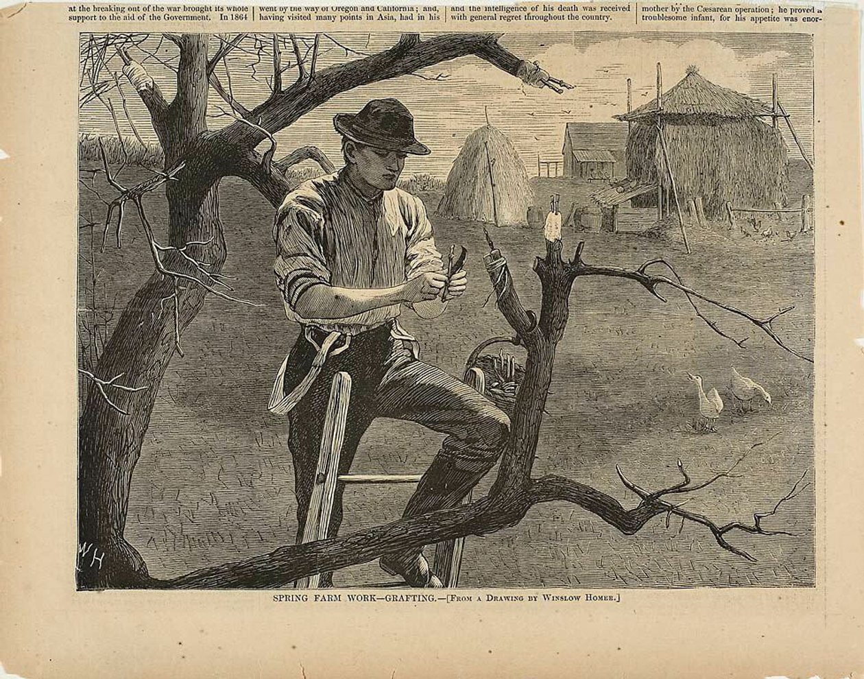 Spring Farm Work—Grafting by Winslow Homer