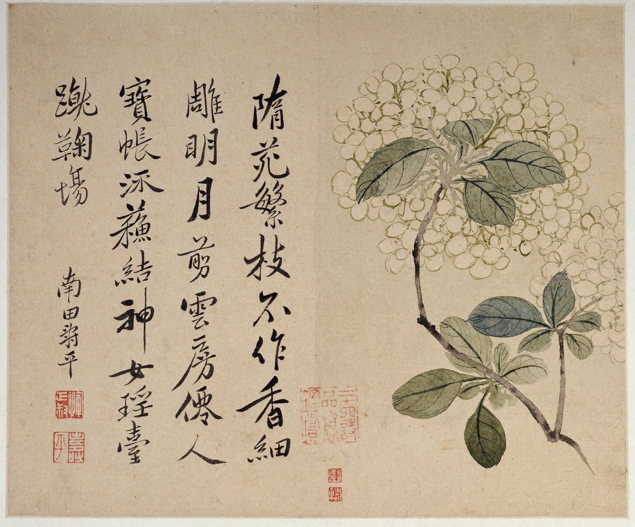 Hydrangeas, from an album of ten leaves by Shouping Yun