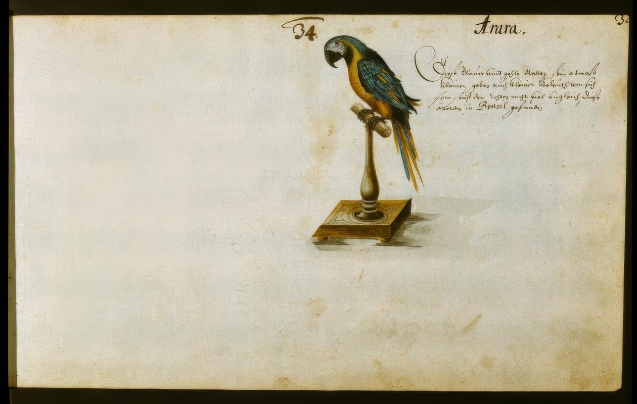 Parrot by Zacharias Wagner