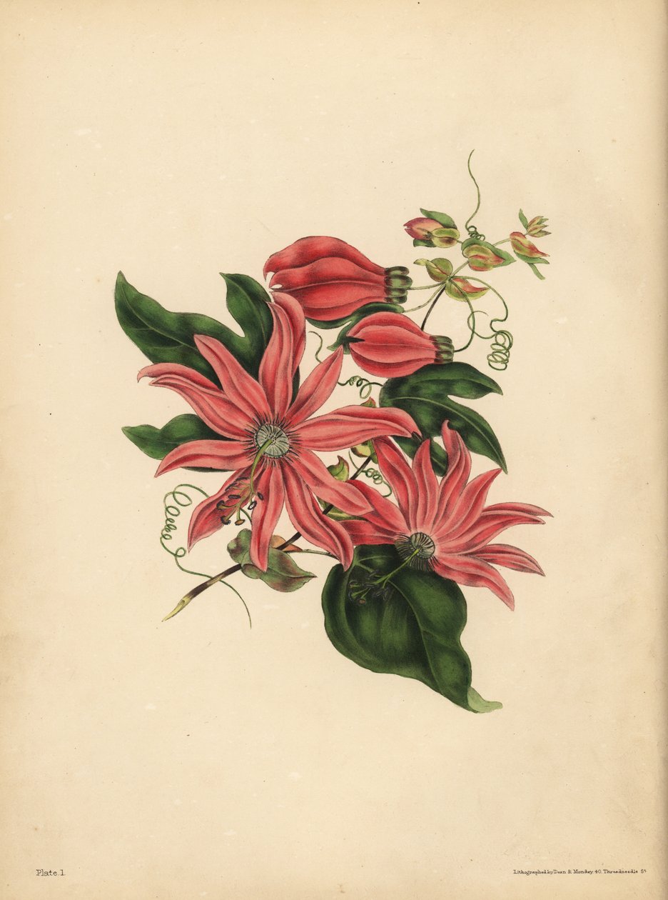 The racemose Passionflower, Passiflora racemosa, Religious superstition by John Pardon