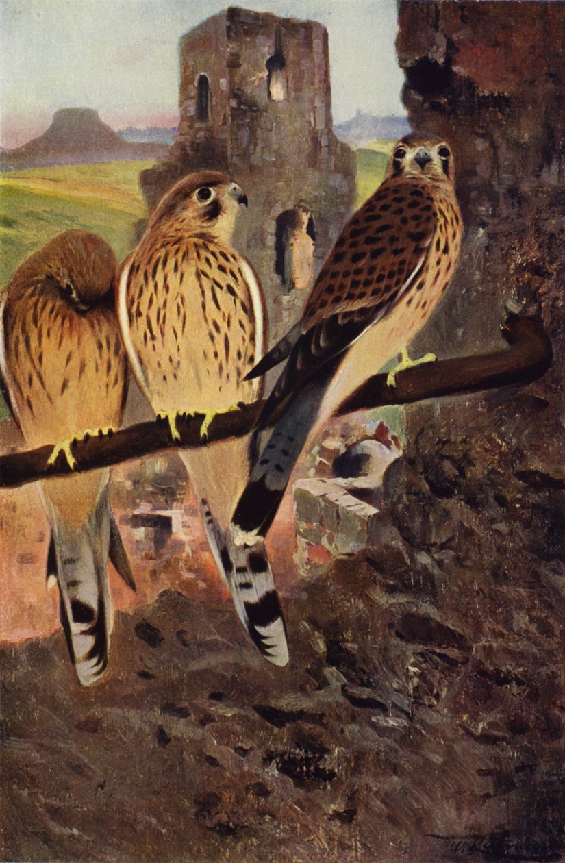 Kestrel by after Wilhelm Kuhnert