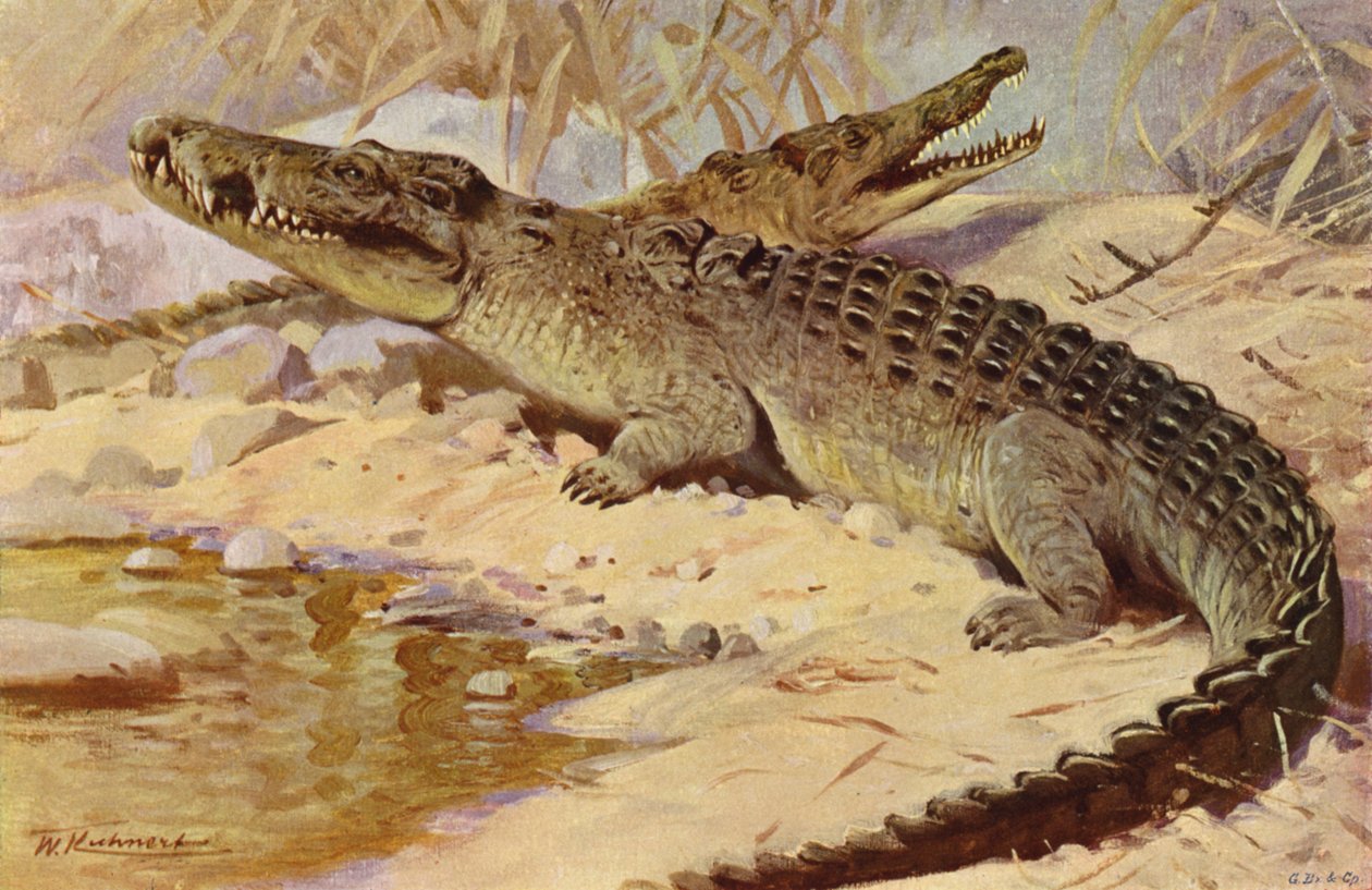 Nile Crocodile by after Wilhelm Kuhnert