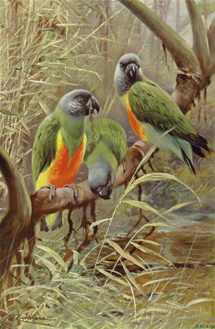 Senegal Parrot by after Wilhelm Kuhnert