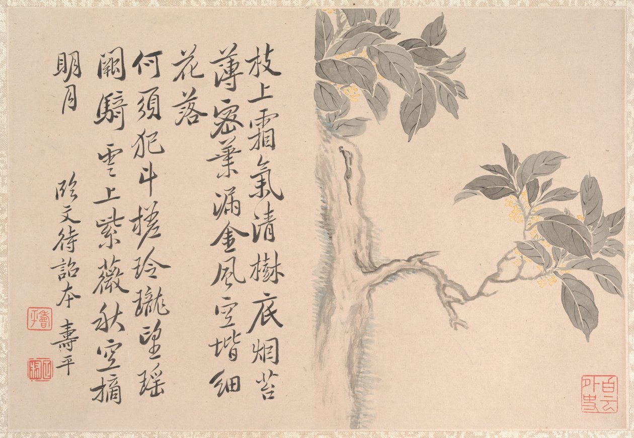 Cassia Tree by anonymous 